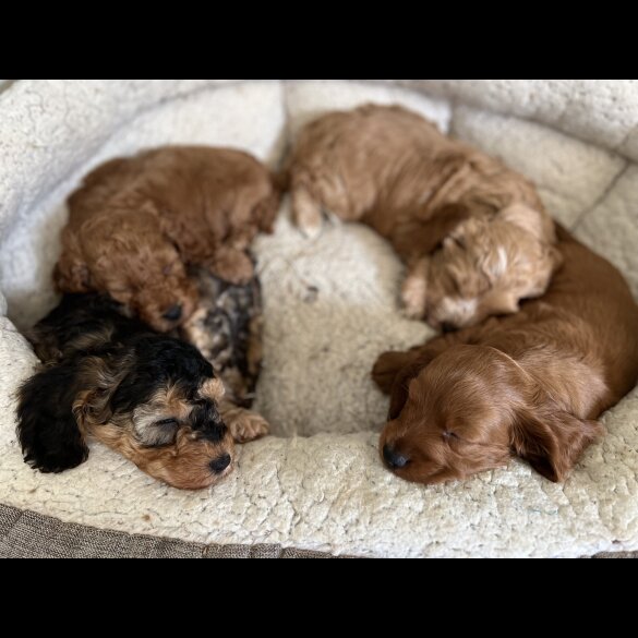 Cockapoo - Both
