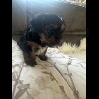 Yorkshire Terrier - Bitches