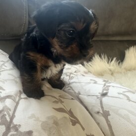 Yorkshire Terrier - Bitches