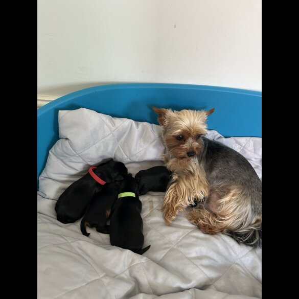 Yorkshire Terrier - Bitches