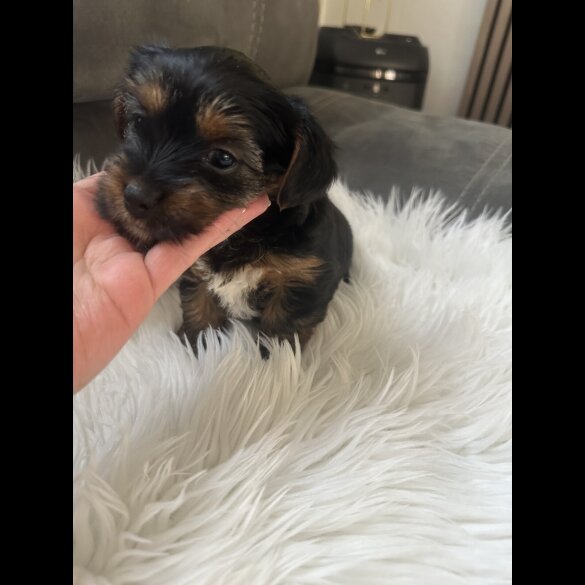 Yorkshire Terrier - Bitches