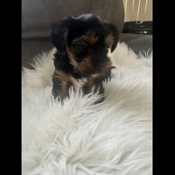 Yorkshire Terrier - Bitches