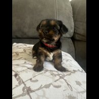 Yorkshire Terrier - Bitches