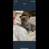 French Bulldog - Both