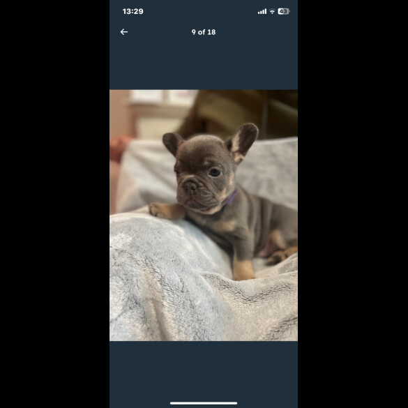 French Bulldog - Both