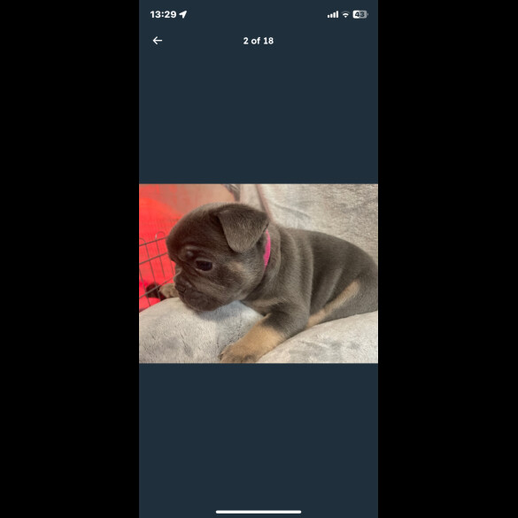 French Bulldog - Both