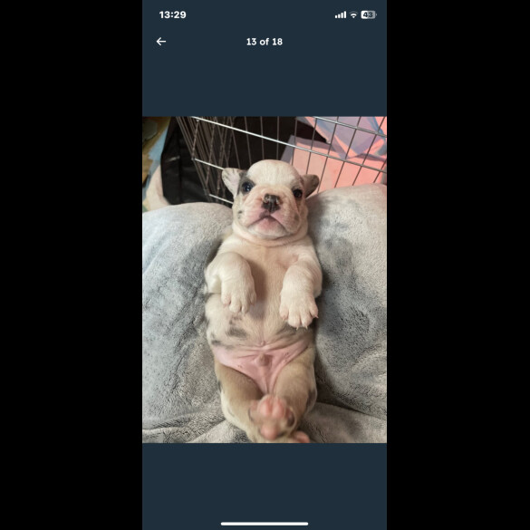 French Bulldog - Both