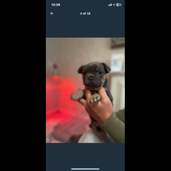 French Bulldog - Both