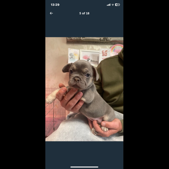 French Bulldog - Both