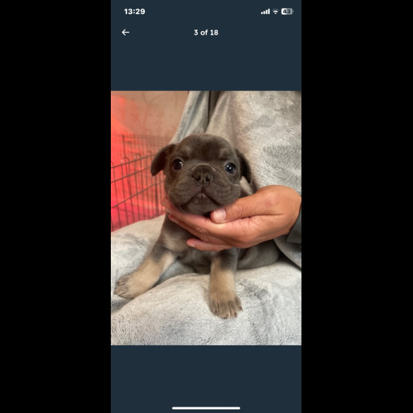 French Bulldog - Both