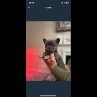 French Bulldog - Both
