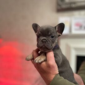 French Bulldog - Both