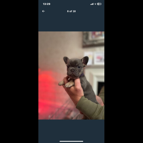 French Bulldog - Both