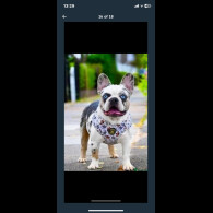 French Bulldog - Both