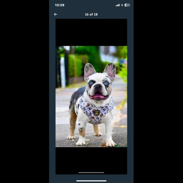 French Bulldog - Both
