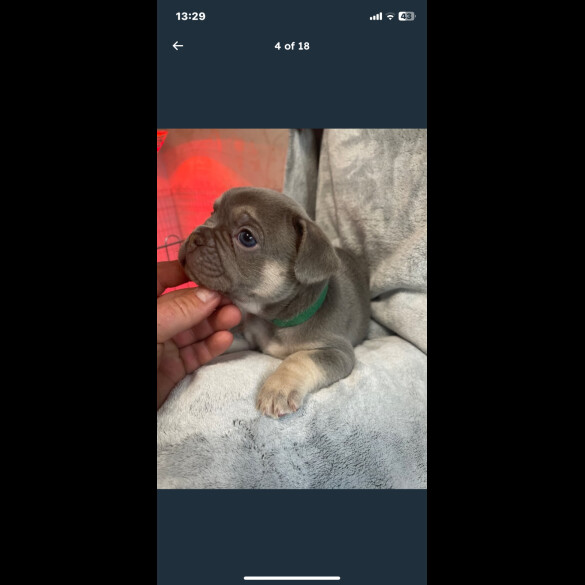French Bulldog - Both