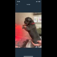 French Bulldog - Both