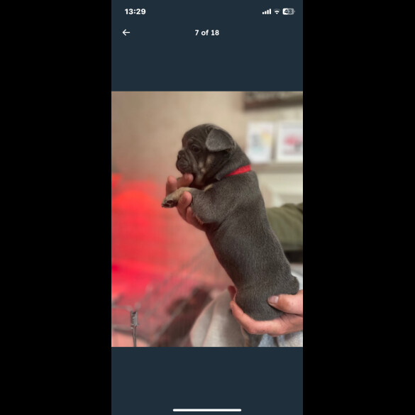 French Bulldog - Both