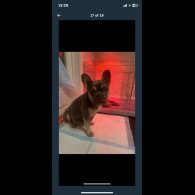 French Bulldog - Both