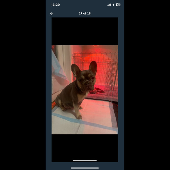 French Bulldog - Both