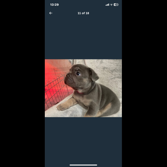 French Bulldog - Both