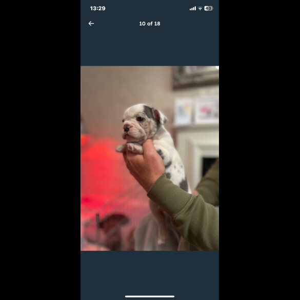 French Bulldog - Both