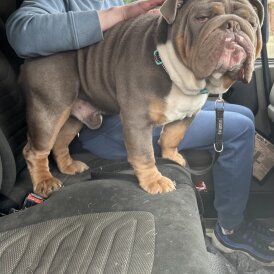 English Bulldog