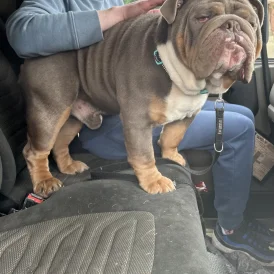 English Bulldog