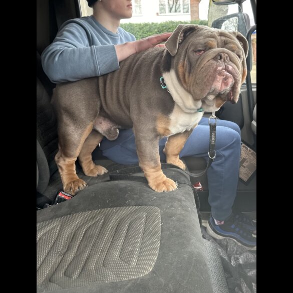 English Bulldog