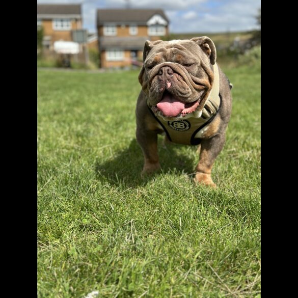 English Bulldog