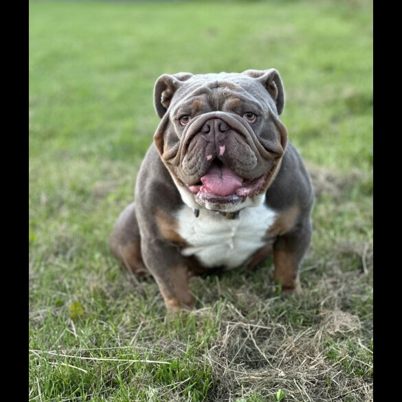 English Bulldog