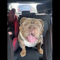 English Bulldog