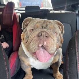 English Bulldog