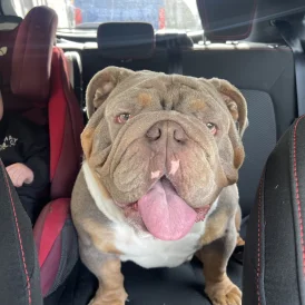 English Bulldog