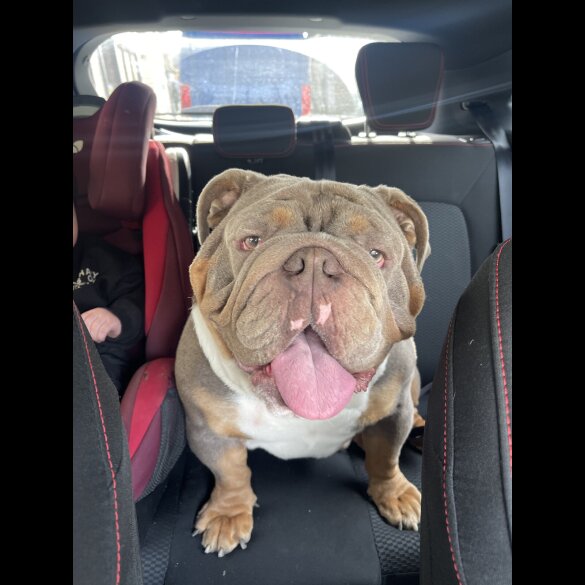 English Bulldog