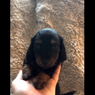 Dachshund (Standard &amp; Miniature) - Both