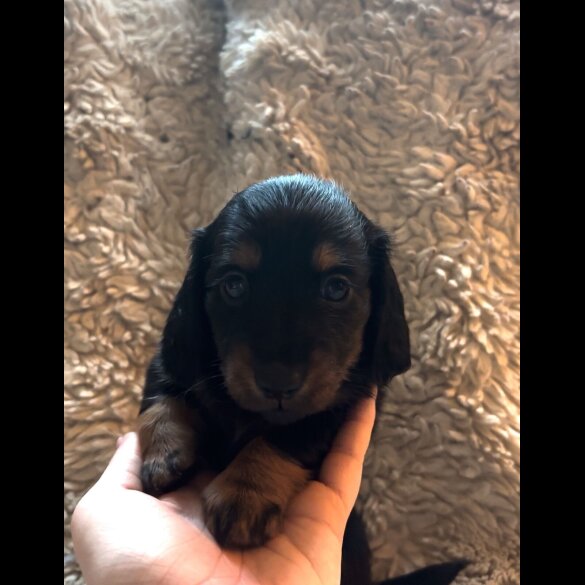 Dachshund (Standard &amp; Miniature) - Both