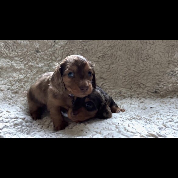 Dachshund (Standard &amp; Miniature) - Both