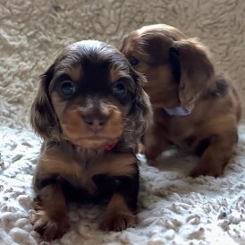 Dachshund (Standard &amp; Miniature) - Both