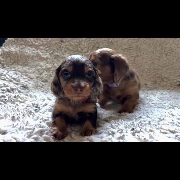 Dachshund (Standard &amp; Miniature) - Both