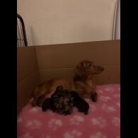 Dachshund (Standard &amp; Miniature) - Both