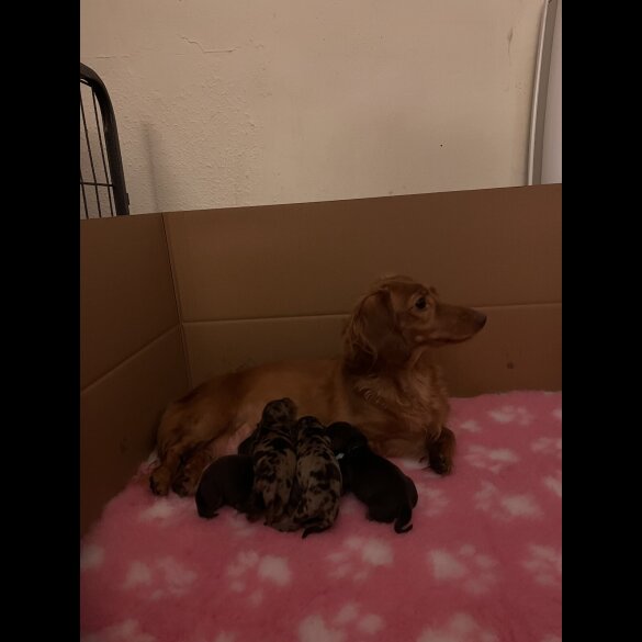 Dachshund (Standard &amp; Miniature) - Both
