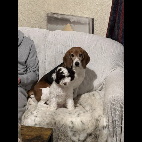 Cockapoo