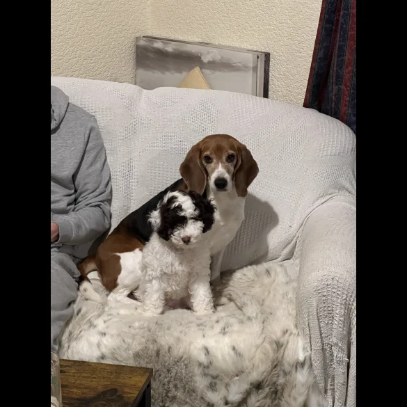 Cockapoo