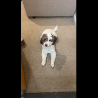 Cockapoo