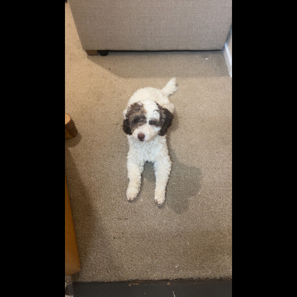 Cockapoo