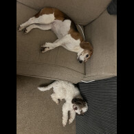 Cockapoo