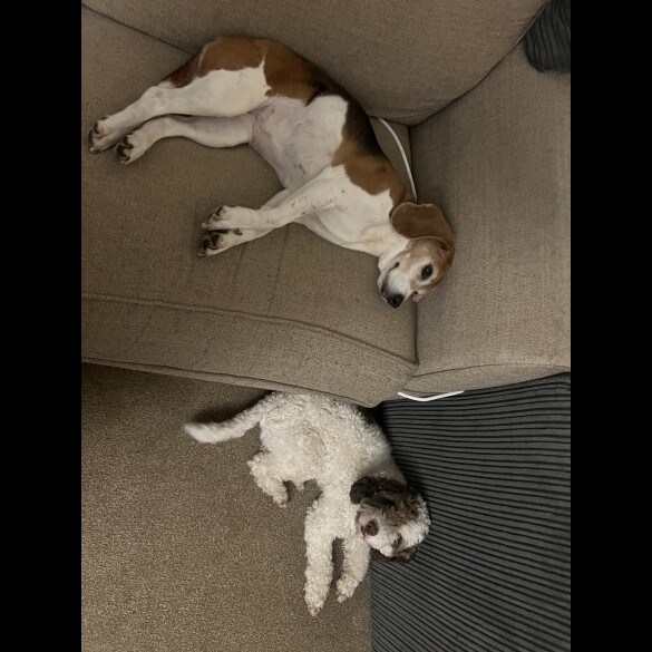Cockapoo