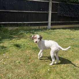 Cockapoo