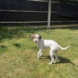 Cockapoo